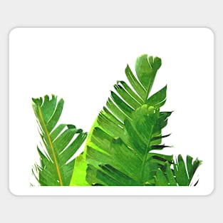 Palm Banana Leaves Magnet